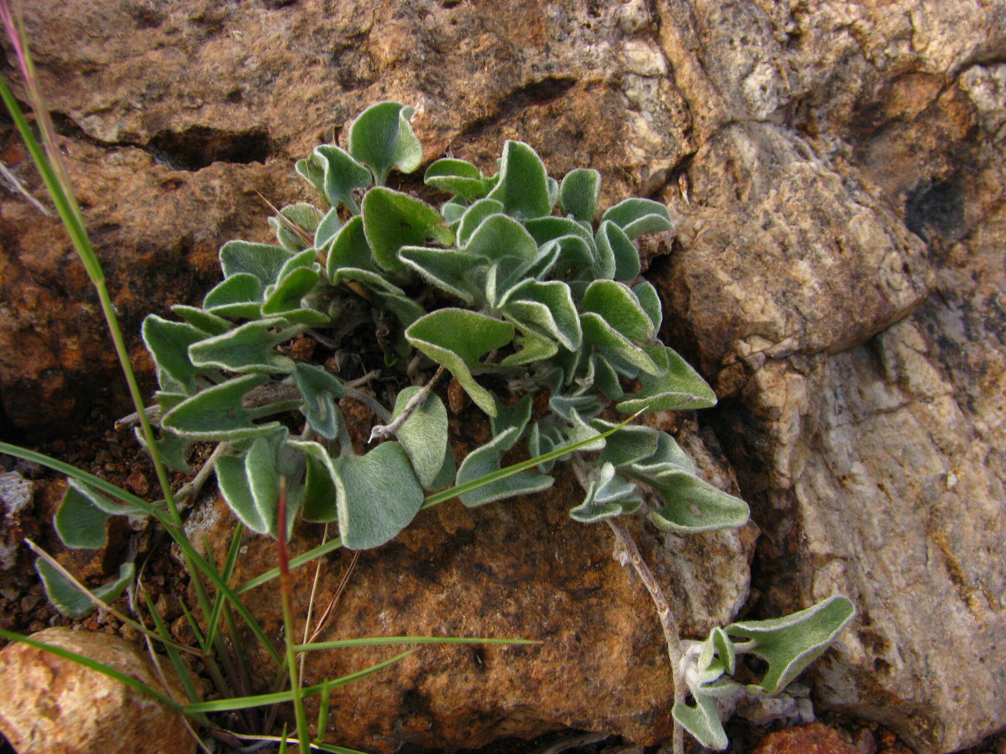 Image of silver ponysfoot