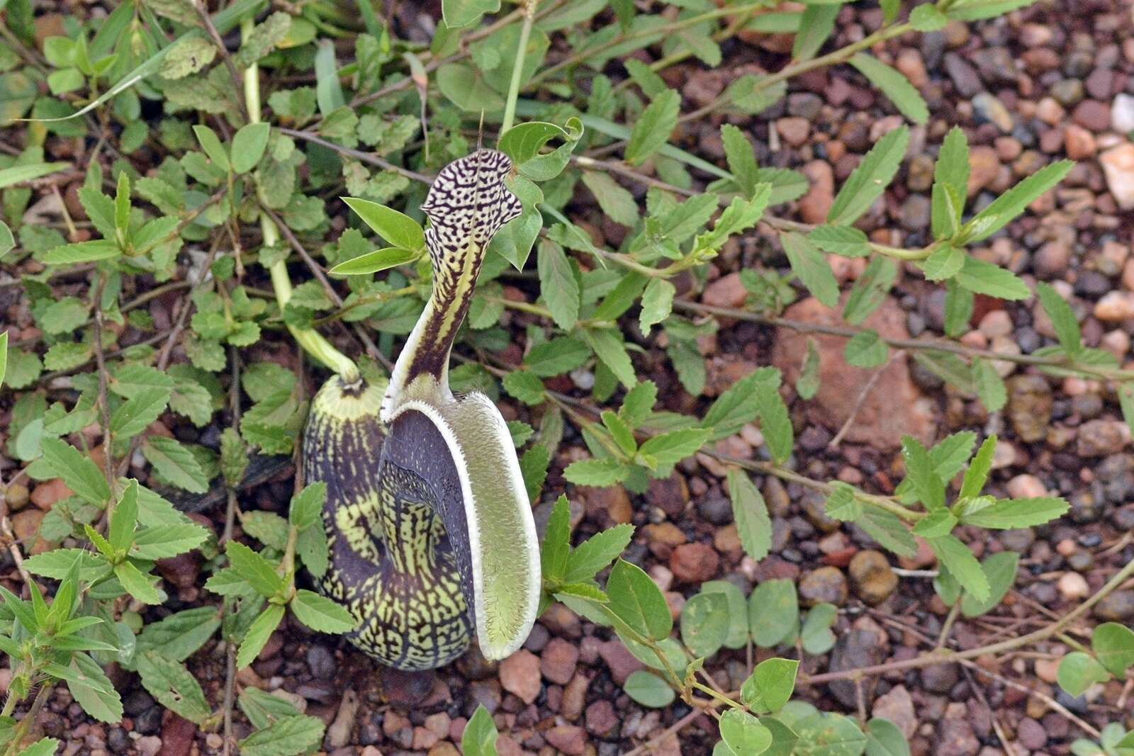 Image of Aristolochia esperanzae Kuntze