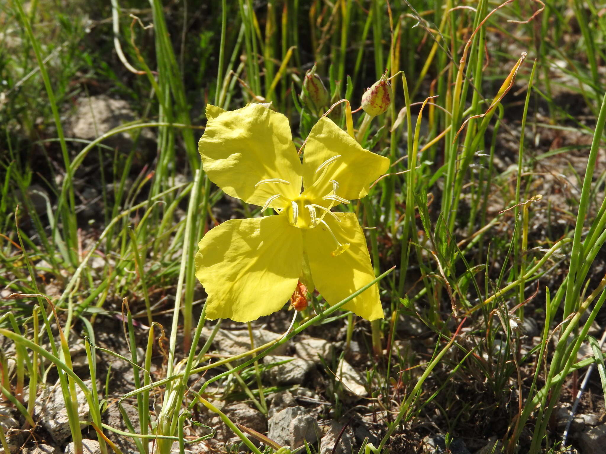 Imagem de Oenothera hartwegii Benth.