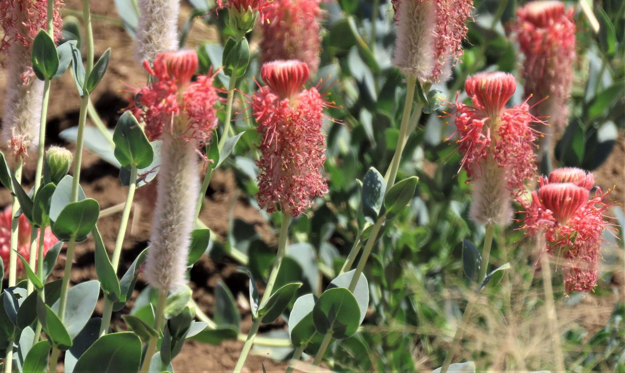 Image of Pimelea decora Domin