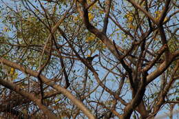 Image of White-bellied Chachalaca