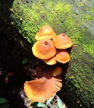 Image of Gymnopilus bellulus (Peck) Murrill 1917