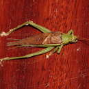 Image of Sonotrella (Calyptotrella) bicolor (Ingrisch 1997)