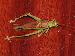 Image de Sonotrella (Calyptotrella) bicolor (Ingrisch 1997)