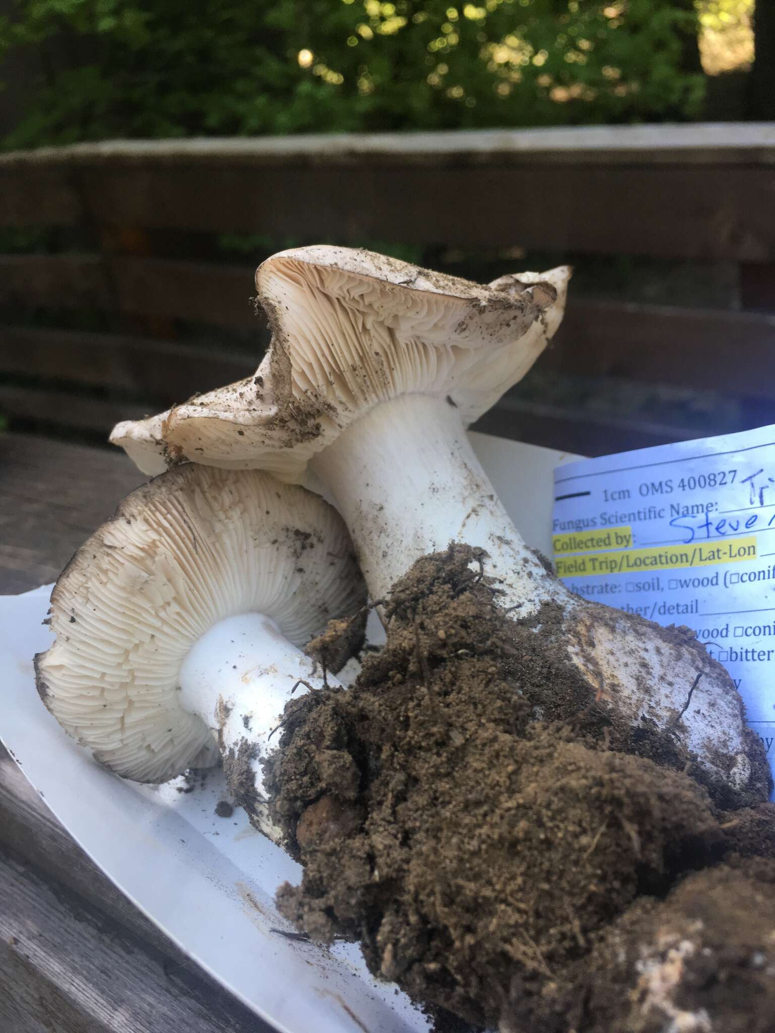 Image of Tricholoma vernaticum Shanks 1996