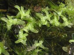 Image of valdivia duckweed