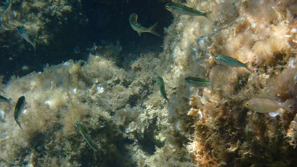 Image of Big-scale Sand Smelt