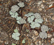 Image of pygmy mountainparsley