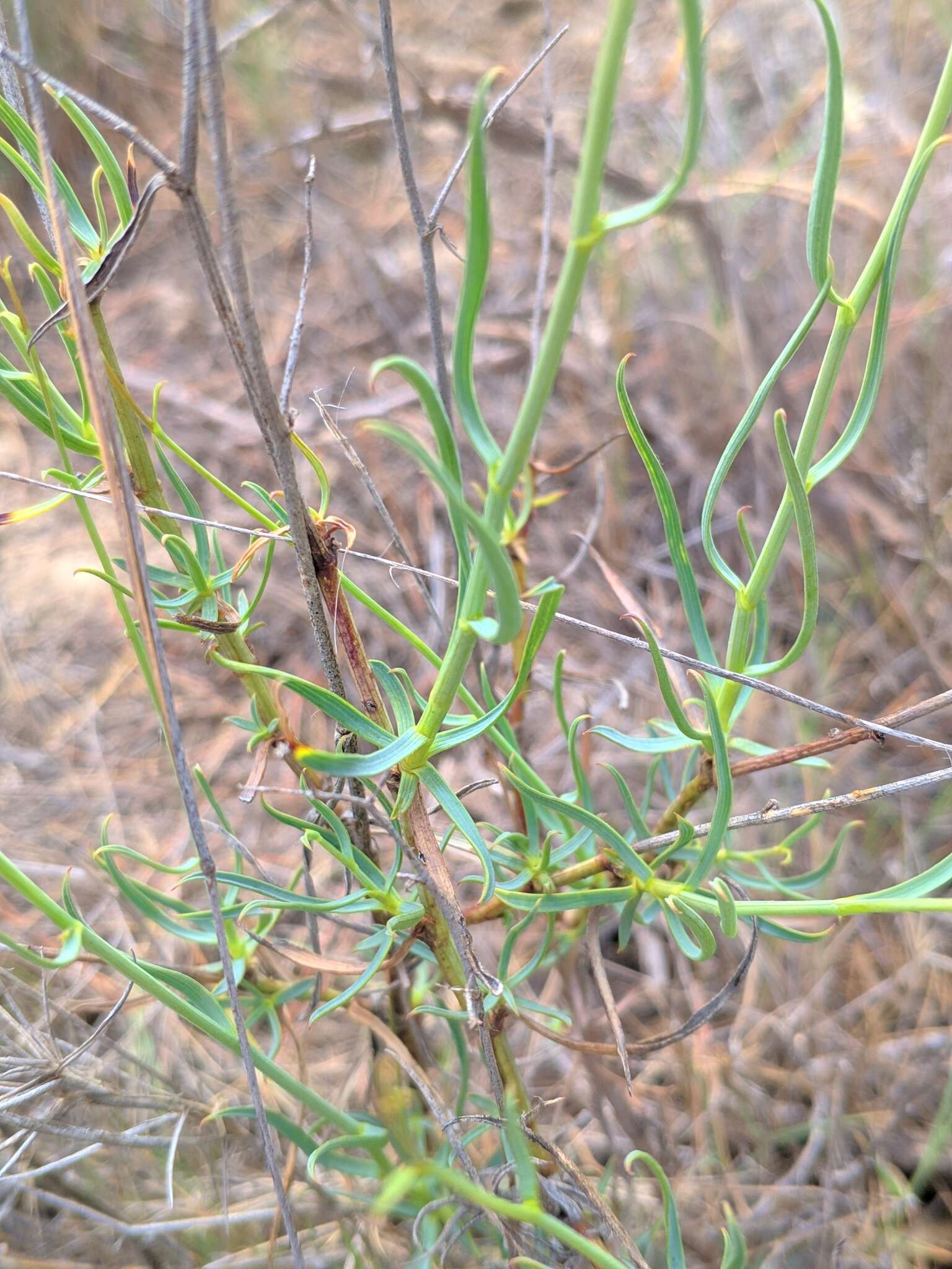 Image of Bupleurum fruticescens Loefl. ex L.