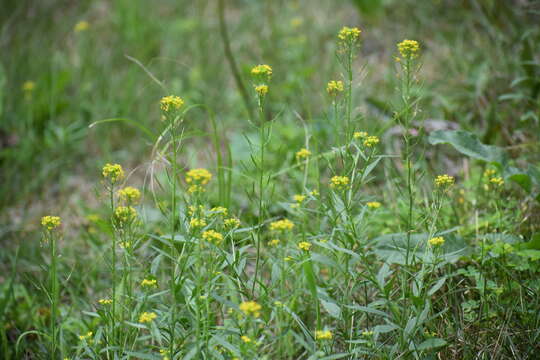 Image of treacle mustard