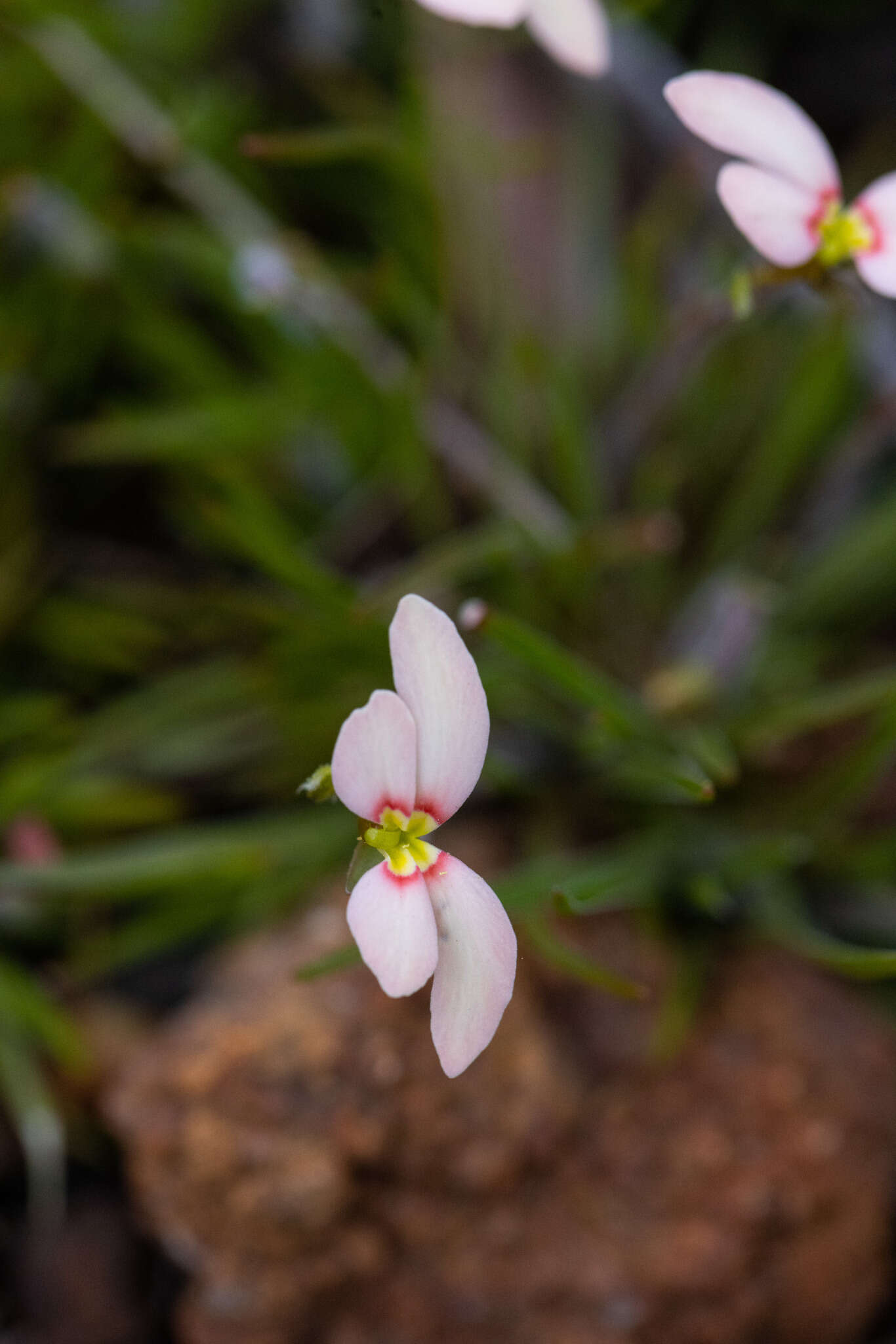 Image of Stylidium uniflorum subsp. uniflorum