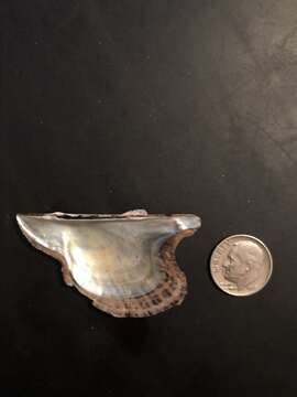 Image of Atlantic wing-oyster