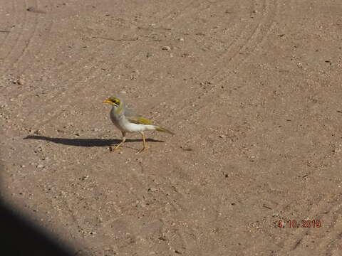 Image of Yellow-throated Miner