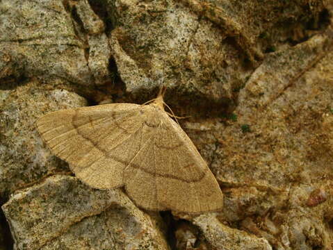 Image of clay fan-foot