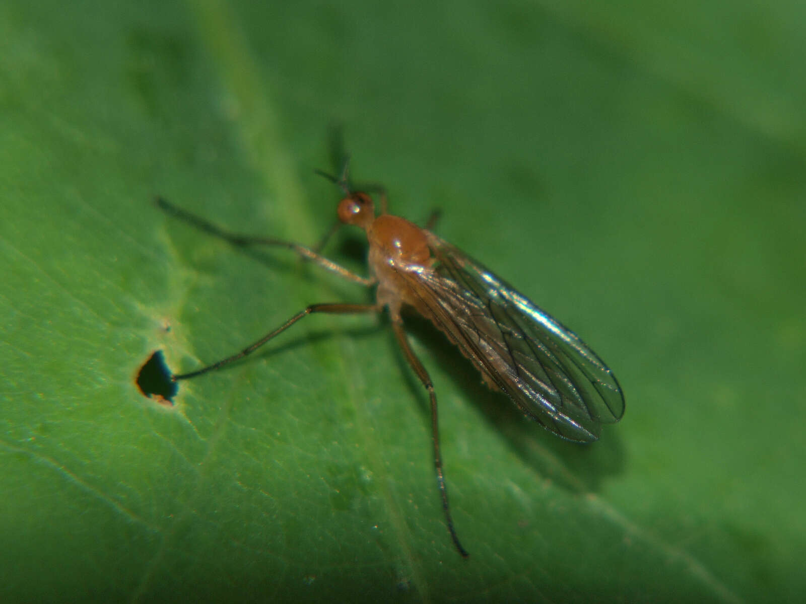 Image of Empis lutea Meigen 1804