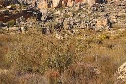 Image of Leucadendron concavum I. Williams