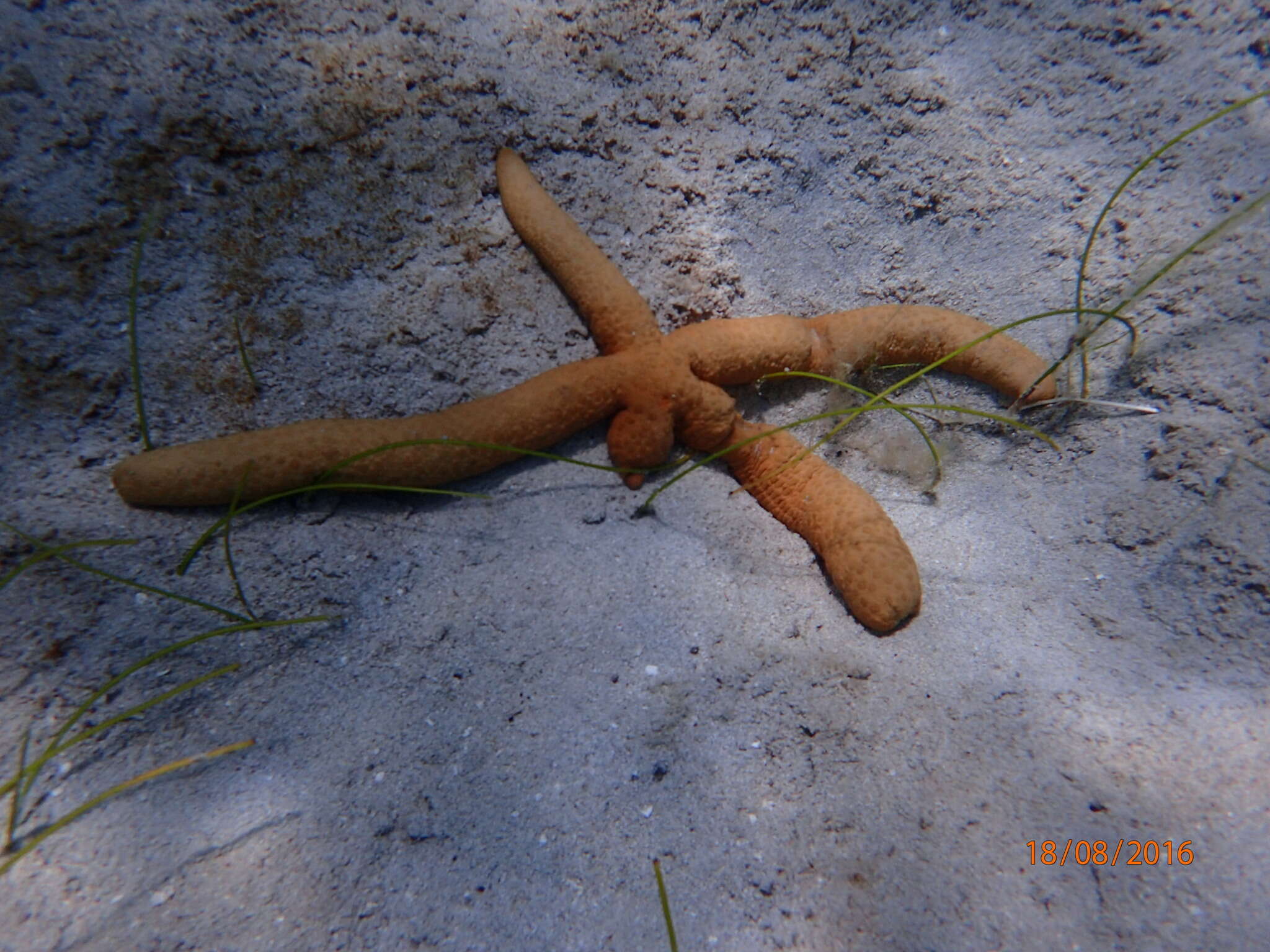 Image de Comète de mer