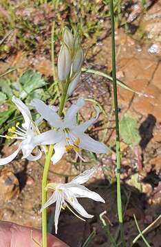 Image of Anthericum baeticum (Boiss.) Boiss.