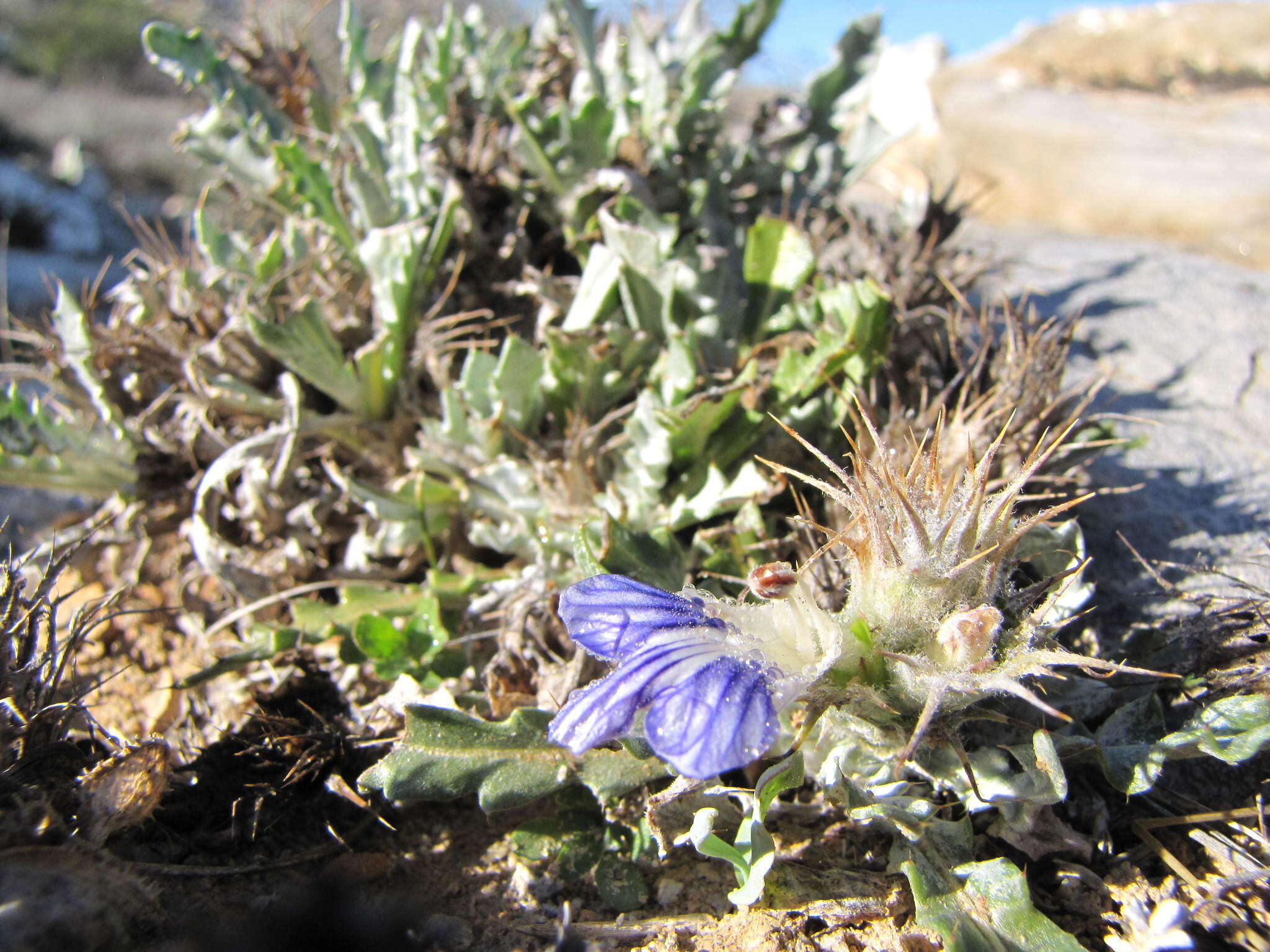 Acanthopsis carduifolia (L. fil.) Schinz resmi