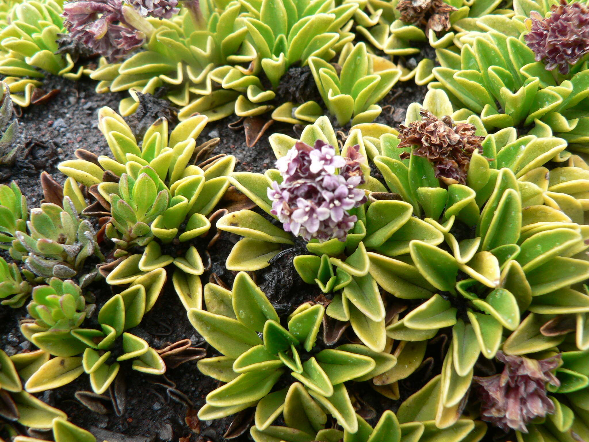 Image of Valeriana alypifolia Kunth