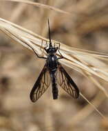 Image of Thevenetimyia californica Bigot 1875