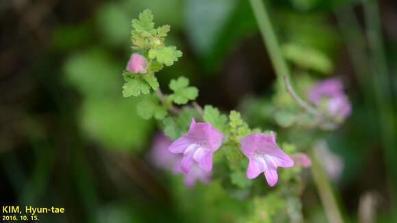 Image of Phtheirospermum japonicum (Thunb.) Kanitz