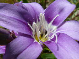 Image of Sparaxis grandiflora subsp. violacea (Eckl.) Goldblatt