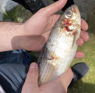 Image of Blueback Herring