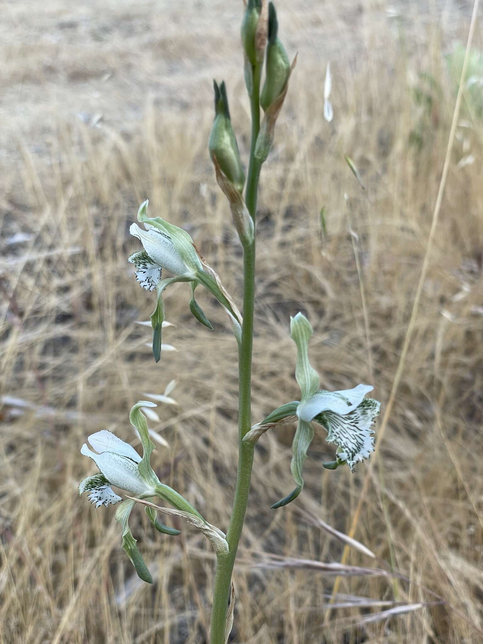 Plancia ëd Chloraea piquichen (Lam.) Lindl.