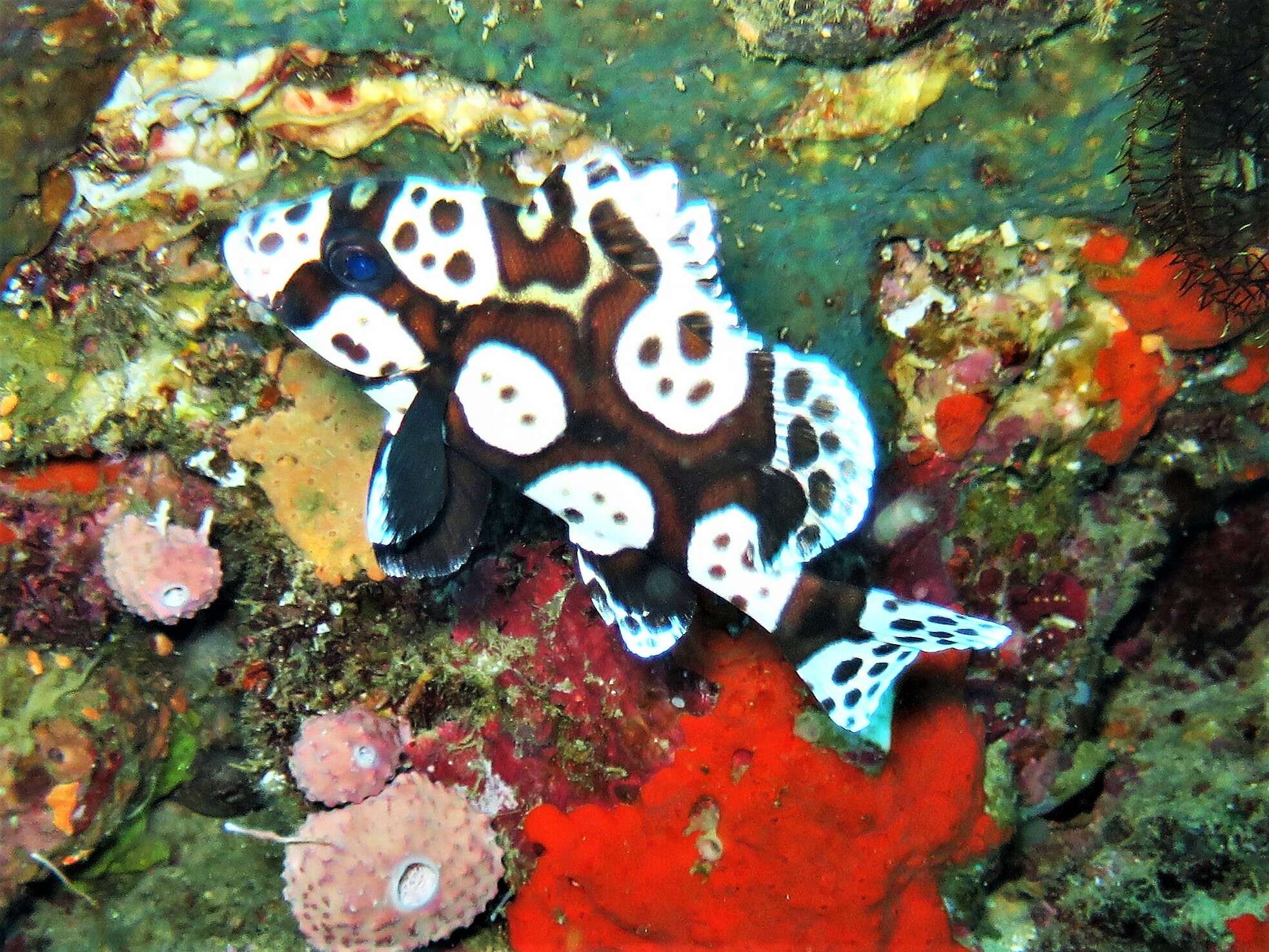 Image of Harlequin sweetlips