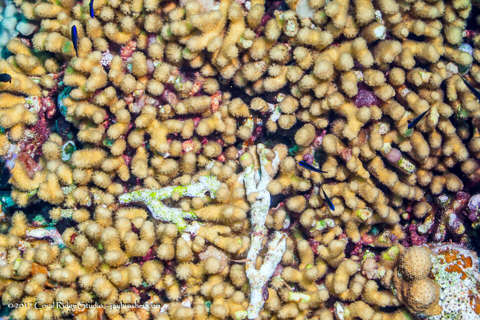 Image of Yellow Pencil Coral