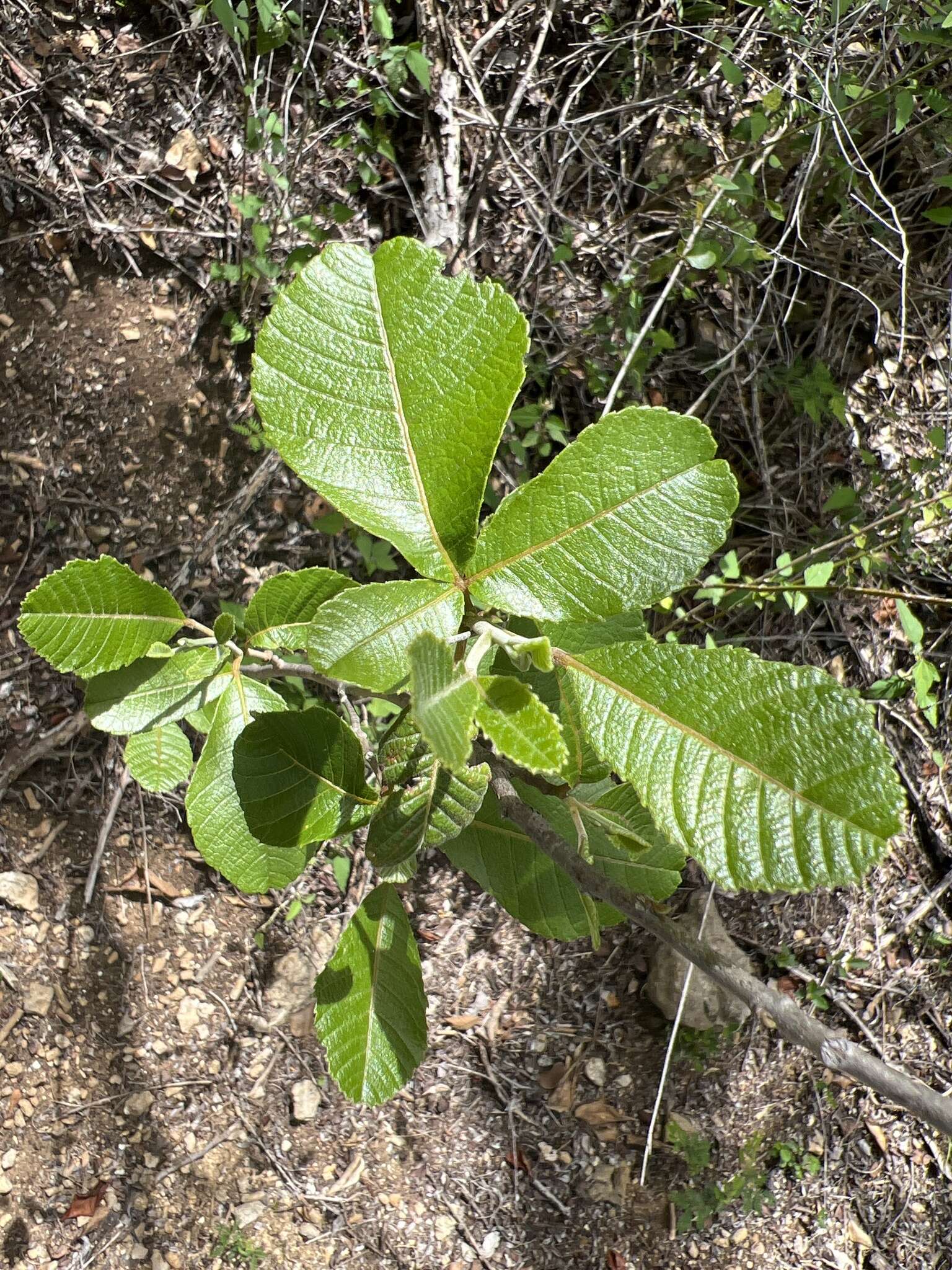 Imagem de Thouinia striata var. portoricensis (Radik.) F. Votava & A. H. Liogier