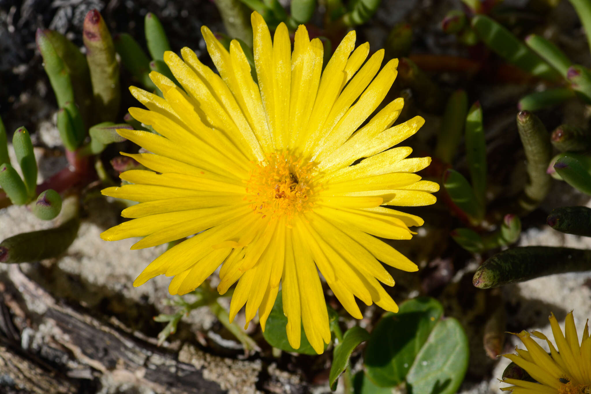 Sivun Jordaaniella dubia (Haw.) H. E. K. Hartm. kuva