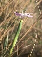 Image of Dianthus pyrenaicus Pourret