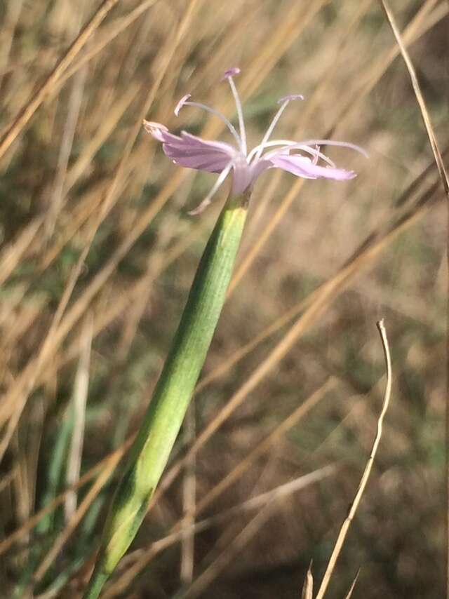 Image of Dianthus pyrenaicus Pourret