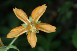 Image of Loasa sclareifolia Juss.