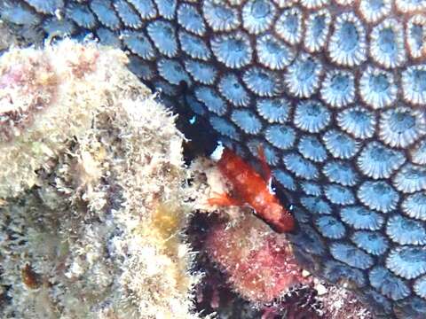 Image of Black and red triplefin