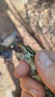 Image of Brazilian Steppe Iguana