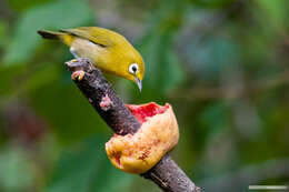 Image of Small Lifou White-eye