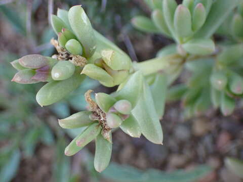 Image of Delosperma robustum L. Bol.