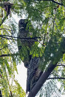 Image of Mottled Wood Owl