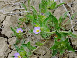 Image de Convolvulus humilis Jacq.