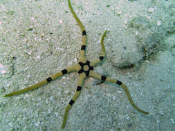 Image of Banded Brittle Star