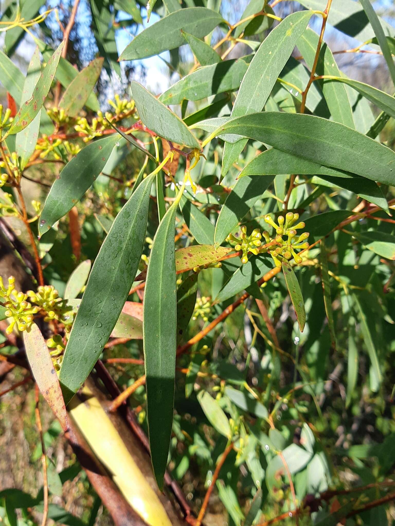 Image of Eucalyptus nebulosa A. M. Gray
