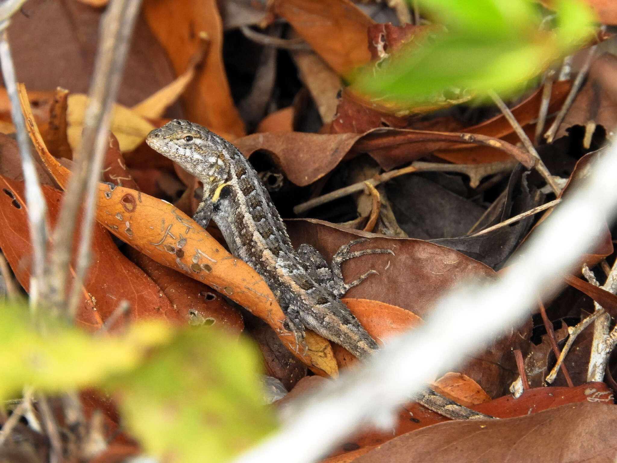 Image of Cozumel Spiny Lizard