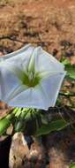 Plancia ëd Ipomoea pauciflora subsp. pauciflora