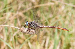 Image of Broad-striped Forceptail