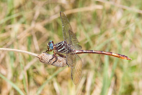 Image of Broad-striped Forceptail