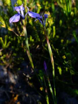 Image of Moraea tripetala subsp. jacquiniana (Schltr. ex G. J. Lewis) Goldblatt & J. C. Manning