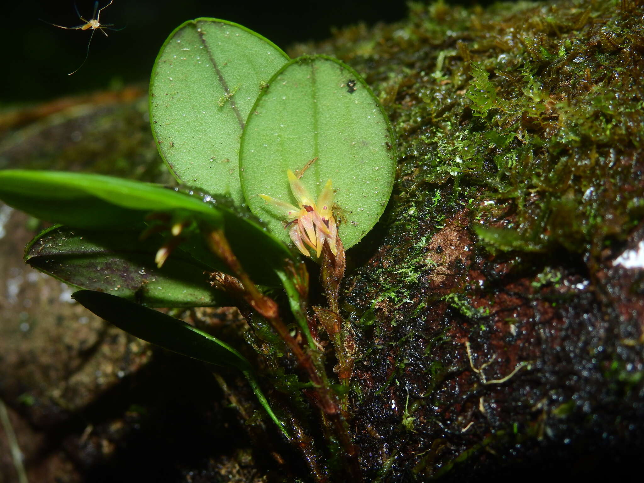Image of Trichosalpinx orbicularis (Lindl.) Luer